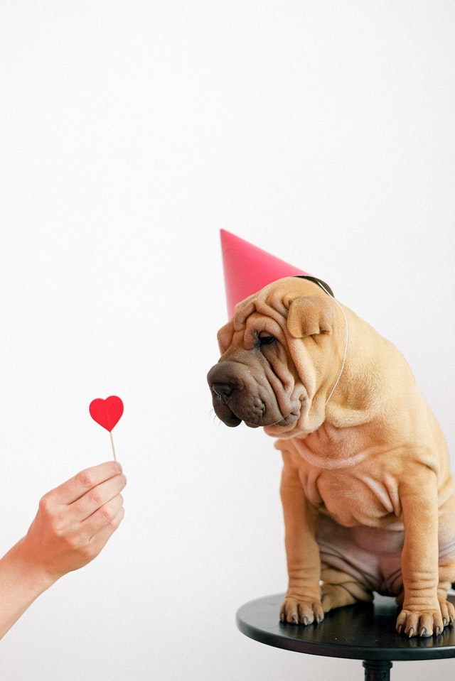 un chien fête son anniversaire